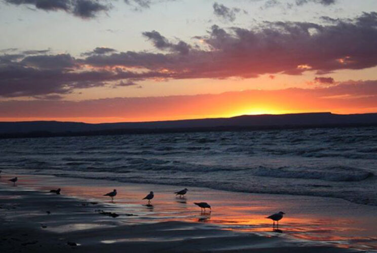 Beach Birds